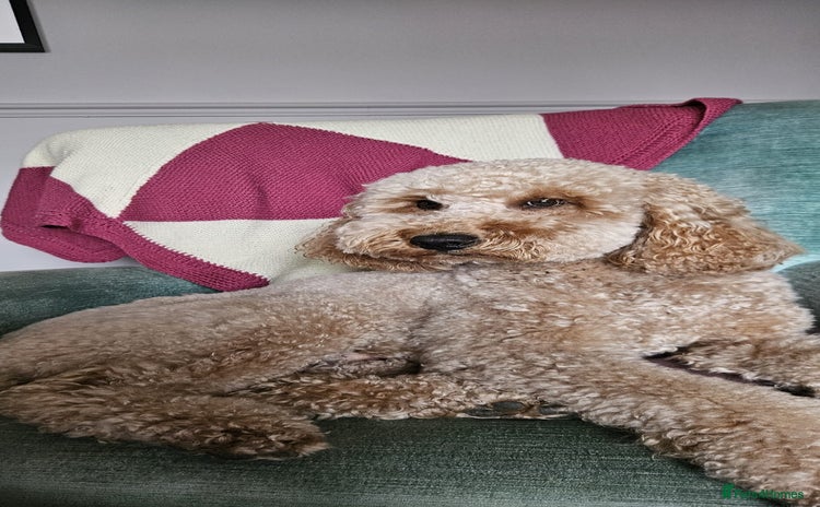 Miniature Poodle dogs - Advert 1