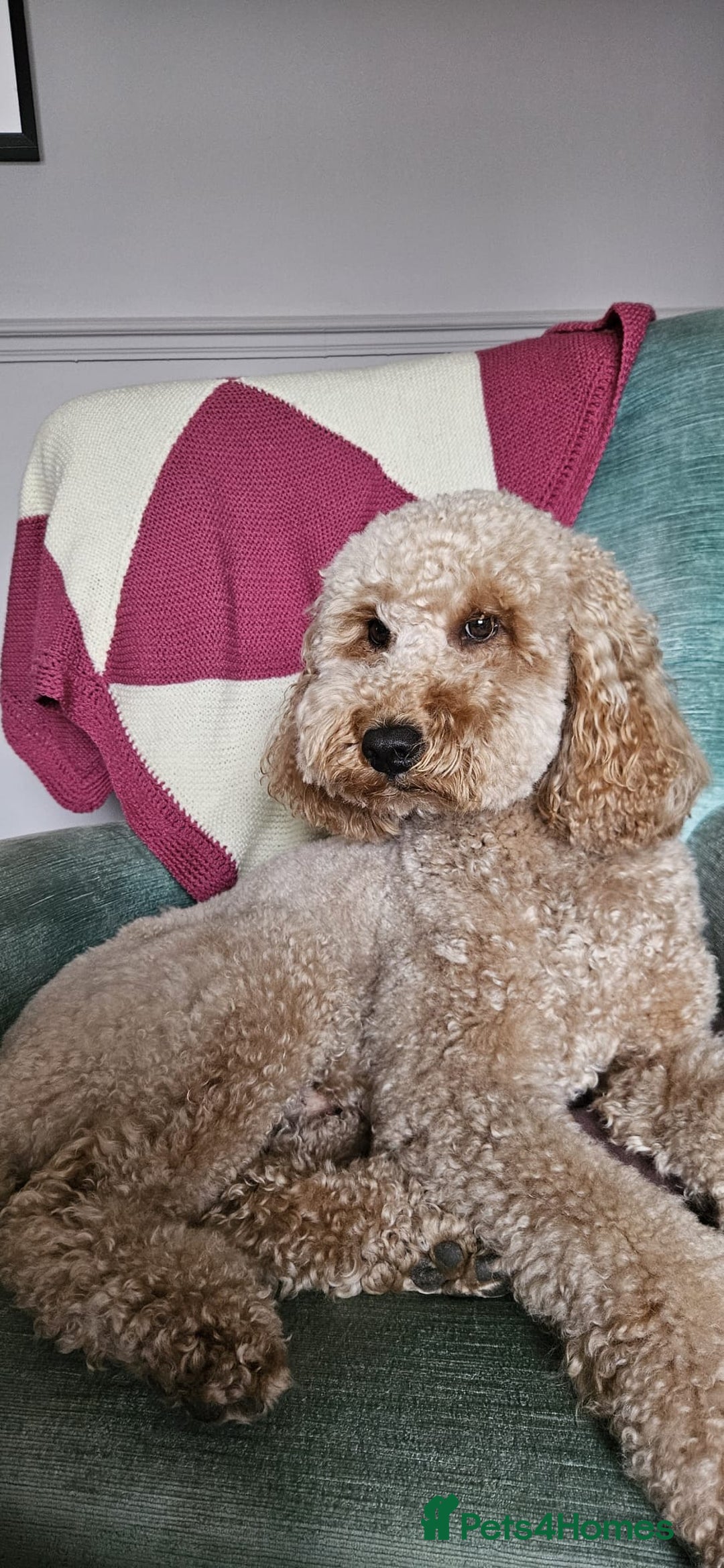 Miniature Poodle dogs for stud: Minature Poodle Stud Dog - Image 1