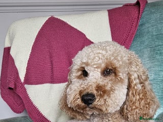 Miniature Poodle dogs - Advert 31