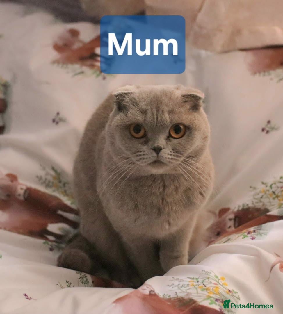 Scottish Fold cats 🐾 Beautiful Scottish Fold Kittens – £500 Each 🐾 - Advert 1