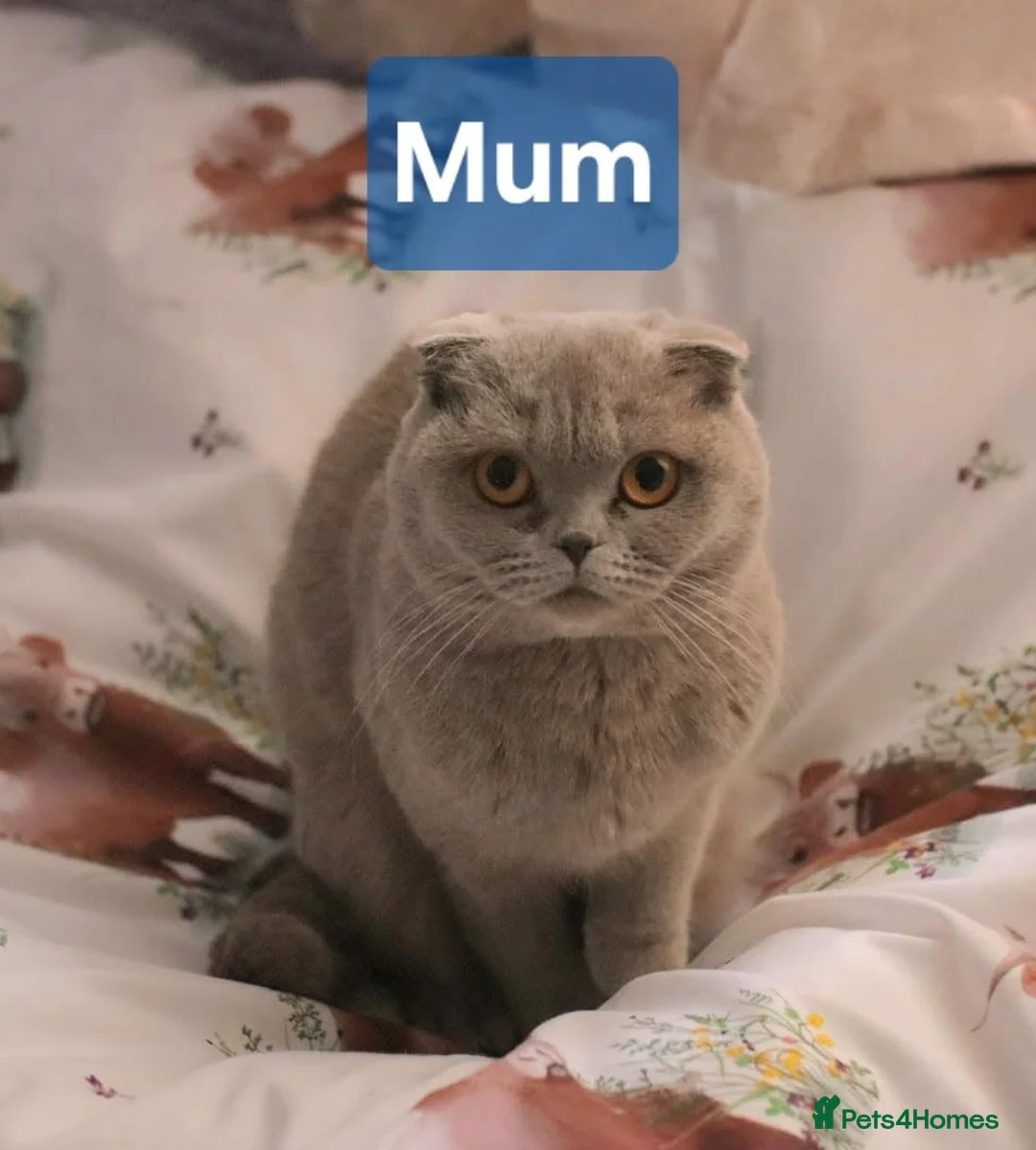 Scottish Fold cats for sale: 🐾 Beautiful Scottish Fold Kittens – £500 Each 🐾 - Advert 1