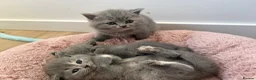 British Shorthair cats for sale: STUNNING BRITISH SHORTHAIR GIRLS REGISTERED - Advert 9