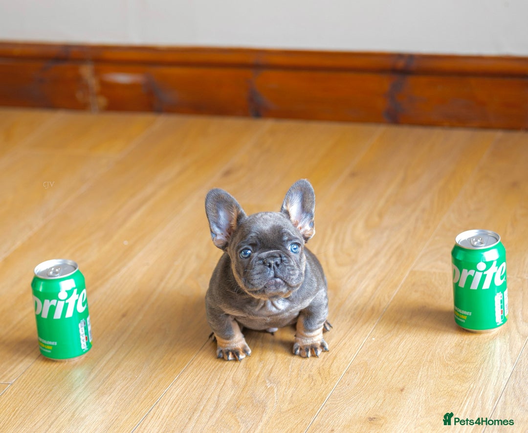 French Bulldog dogs for sale: High quality french bulldogs  - Advert 11