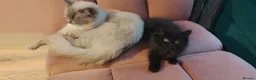 Mixed Breed cats for sale: Ragdoll X Maincoone kittens  - Advert 9