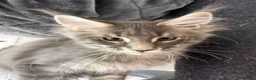 Maine Coon cats for sale: Mainecoone kitten  in Telford - Advert 7