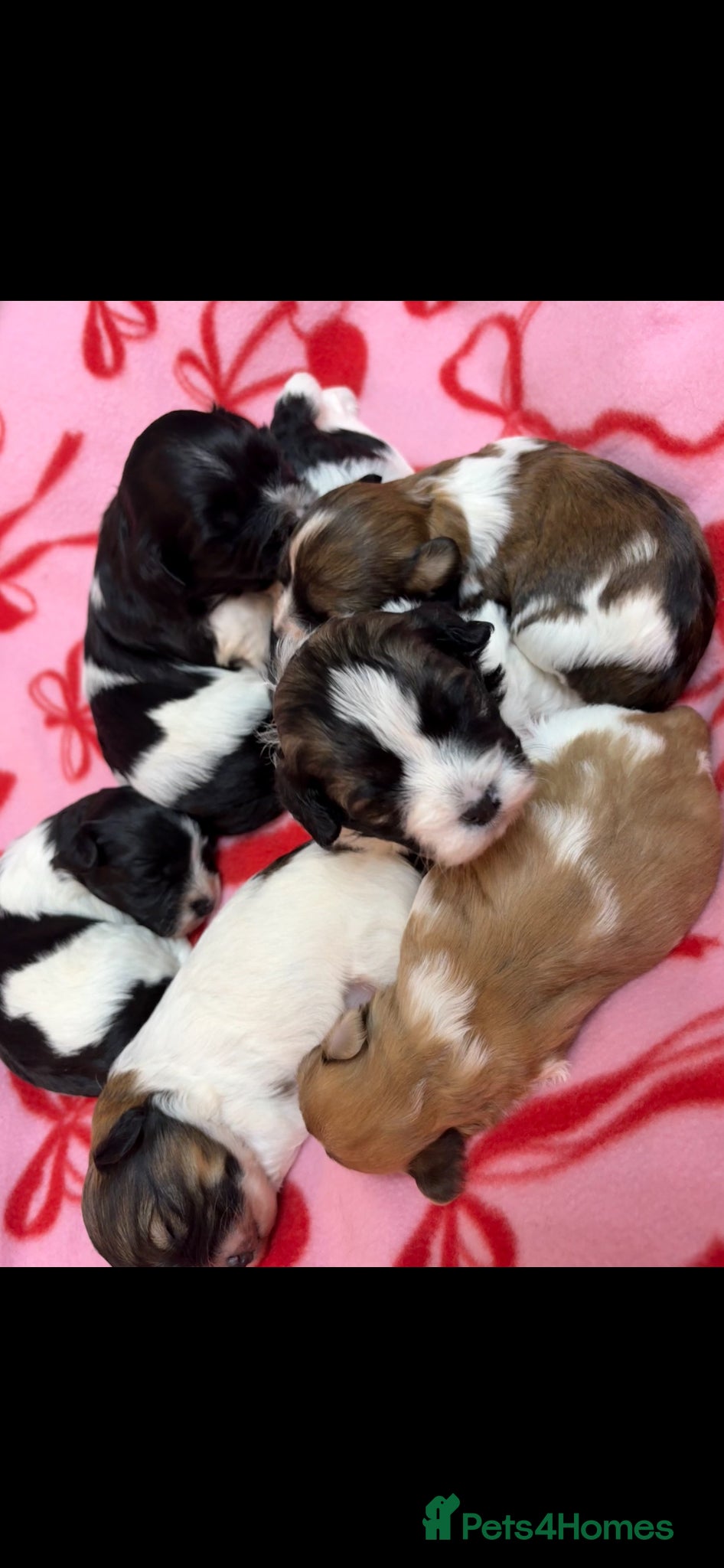 Havanese dogs Beautiful KC Registered Havanese Puppies - Advert 1