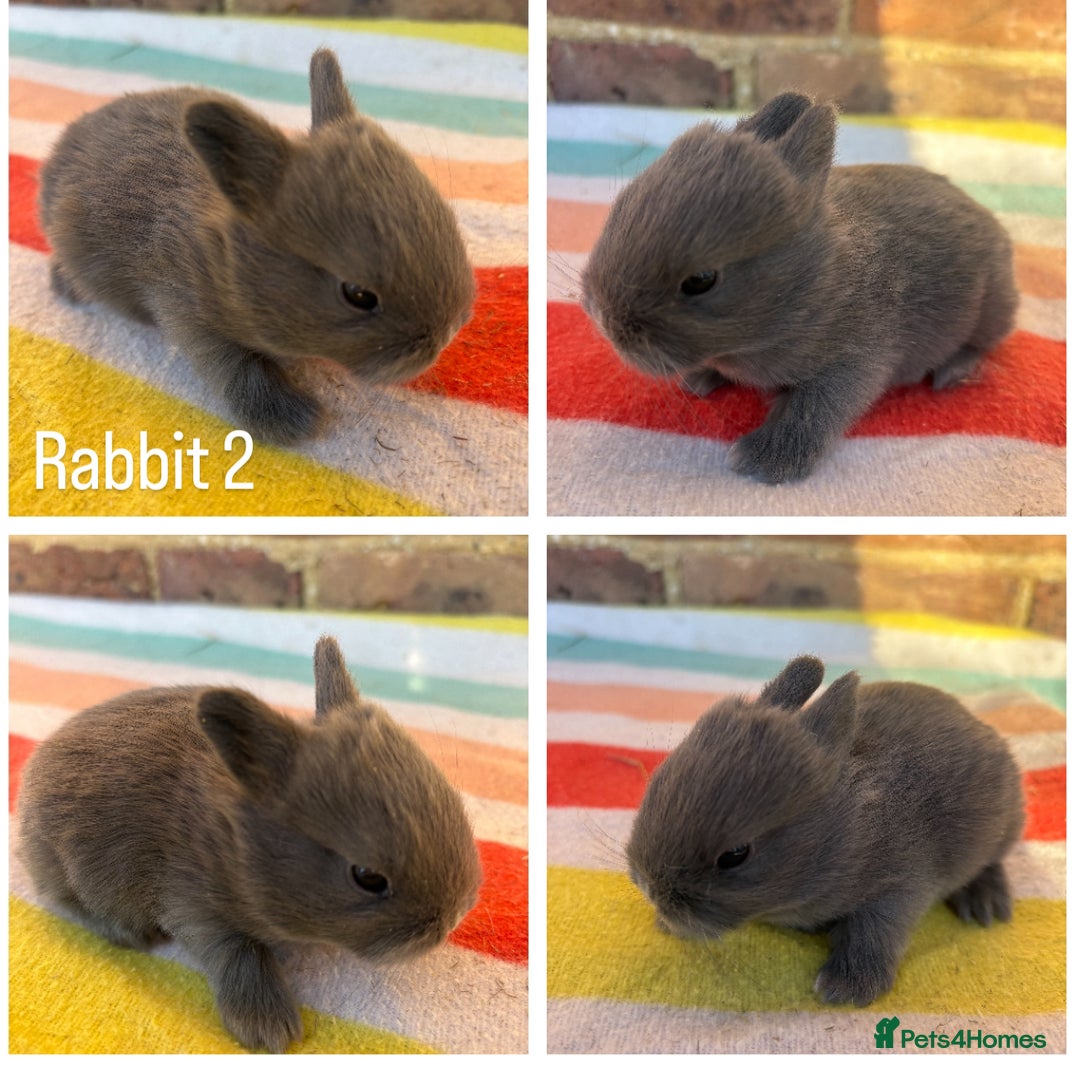 Netherland Dwarf rabbits for sale: Sweet Blue Netherland Dwarf bunnies  - Advert 4