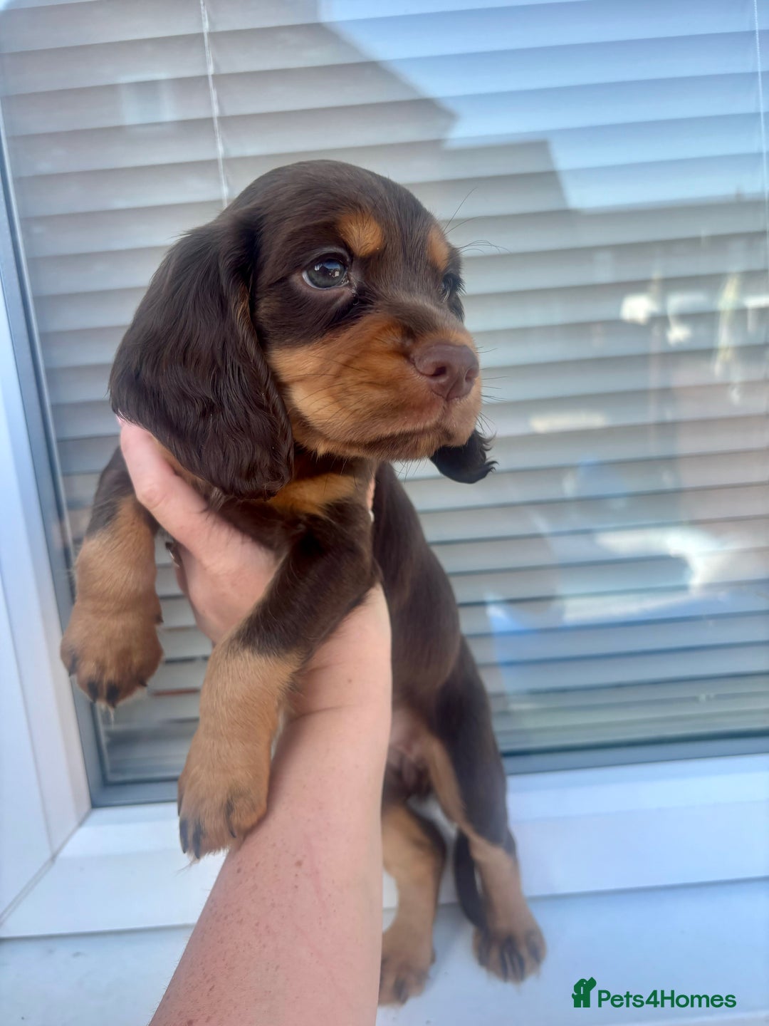 Cocker Spaniel dogs for sale: Cocker spaniel. working. LAST CHOC&TAN - Image 1