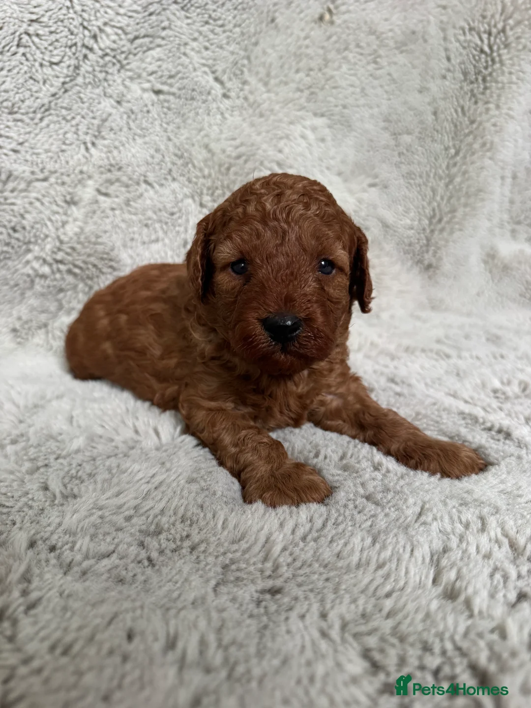 Cavapoo dogs for sale: Red curly cavapoo puppies  - Advert 2