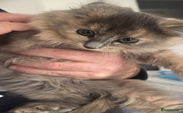 Mixed Breed cats - Advert 15