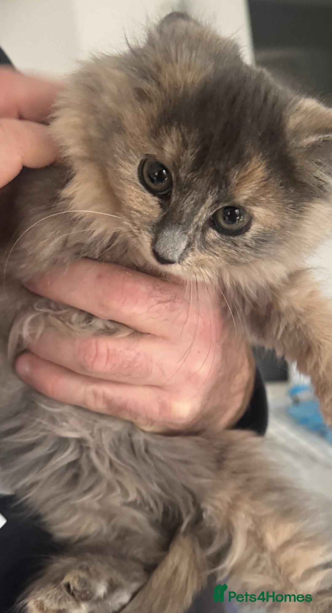 Mixed Breed cats for sale: Two beautiful kittens - Advert 1