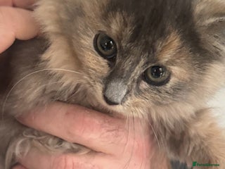 Mixed Breed cats - Advert 18