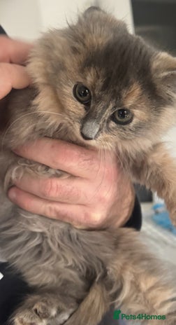 Mixed Breed cats - Advert 15