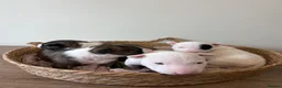 English Bull Terrier dogs for sale: Beautiful miniature English bull terrier puppies - Advert 8