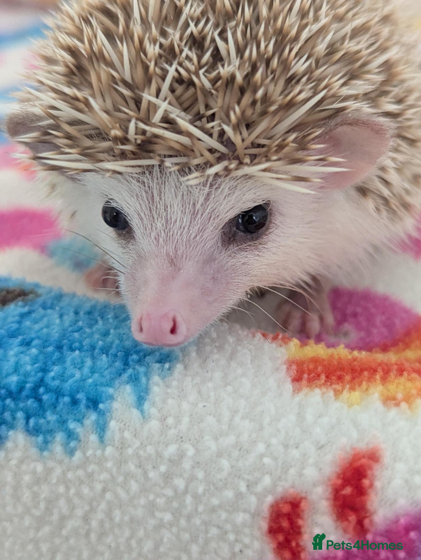 Pygmy Hedgehog rodents 10 Week Old Baby Hoglets REDUCED TO £200!!! - Advert 1