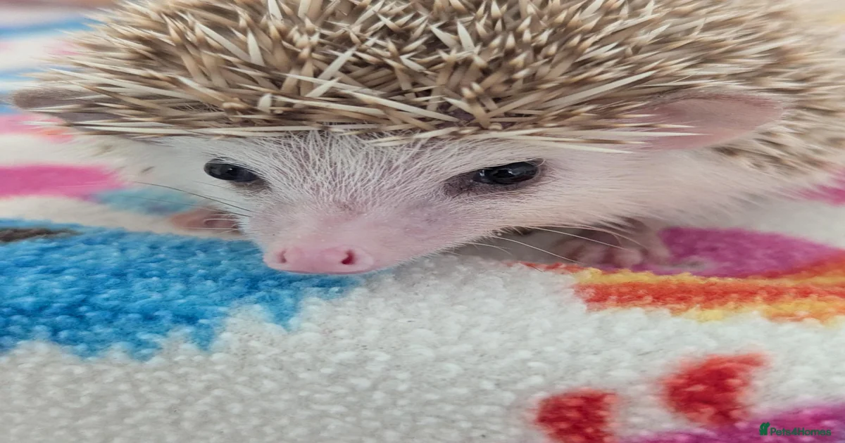 Pygmy Hedgehog Rodents for sale | Pets4Homes