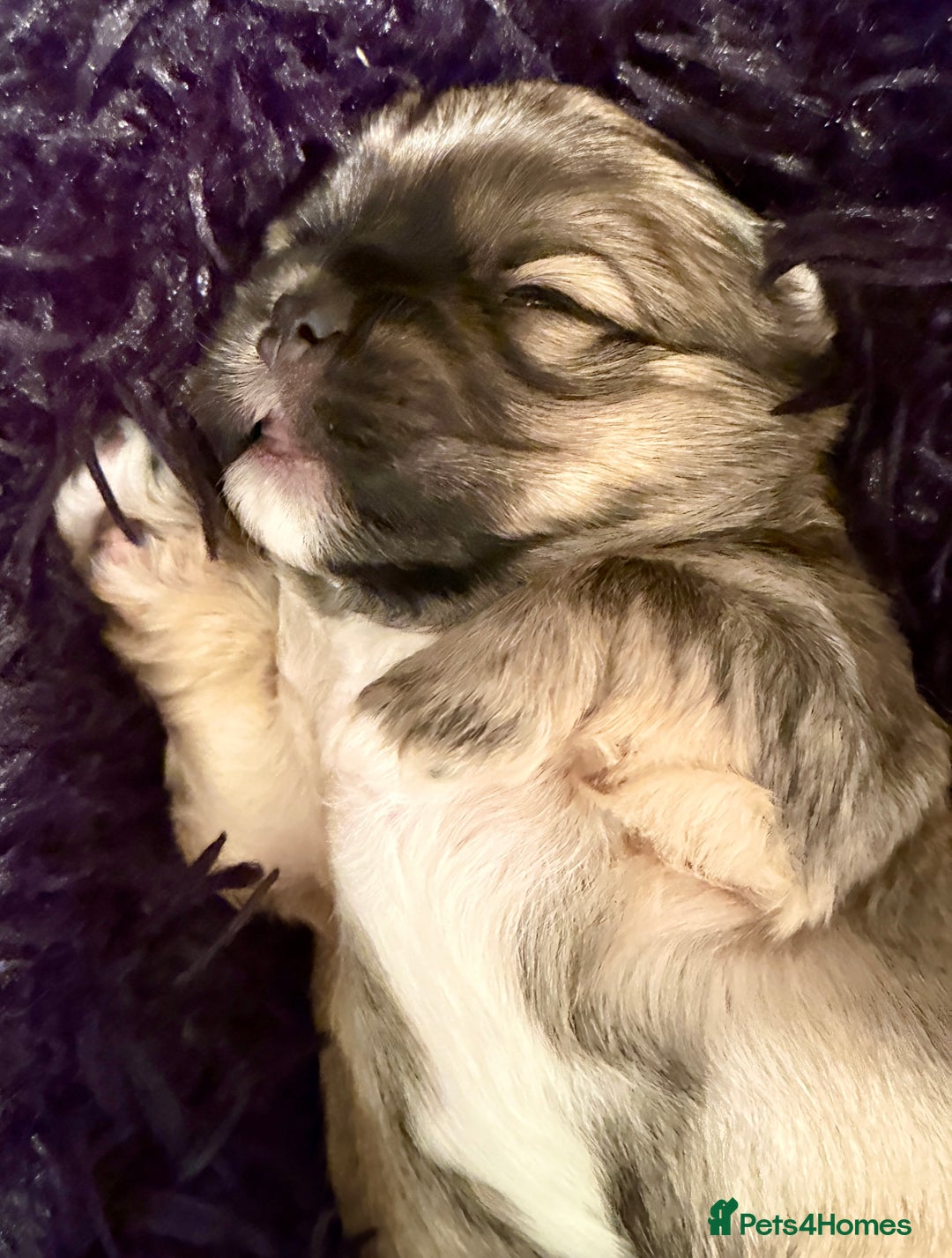Lhasa Apso dogs for sale: Beautiful Pure Lhasa Apso Puppies - 1 boy,1 girl - Advert 9