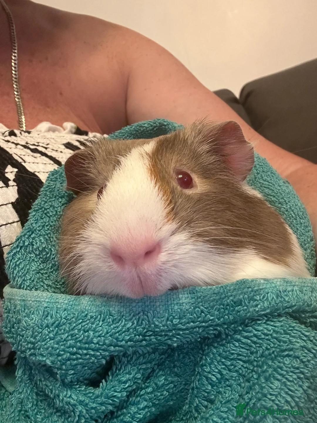 Guinea Pig rodents for sale: Two male guinea pigs - Advert 1