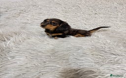 Miniature Dachshund dogs for sale: Miniature Daschund 🤏🏽 💖pink💖 - Image 6