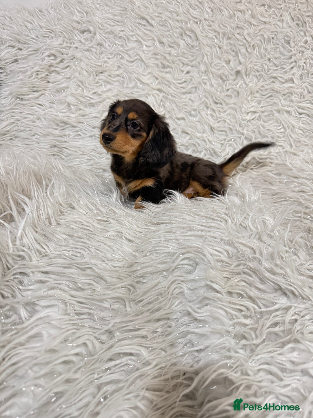 Miniature Dachshund dogs for sale: Miniature Daschund 🤏🏽 💖pink💖 - Image 6