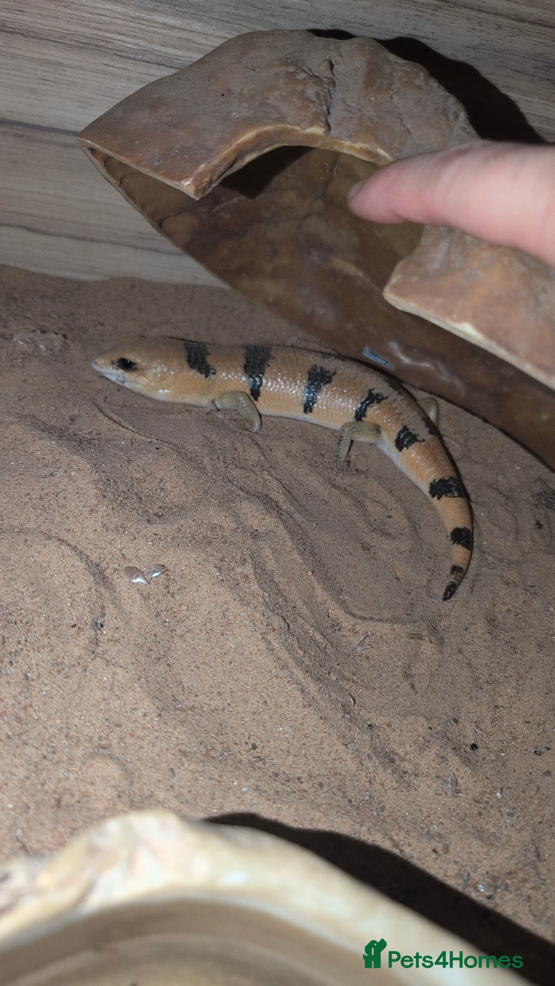 Skink reptiles for sale: Peterss banded skinks leopard gecko  - Advert 4