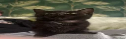 Mixed Breed cats for sale: Kittens for sale  - Advert 6