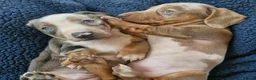 Miniature Dachshund dogs for sale: Rare piebald dapples cute mini dachshund puppies! - Advert 1