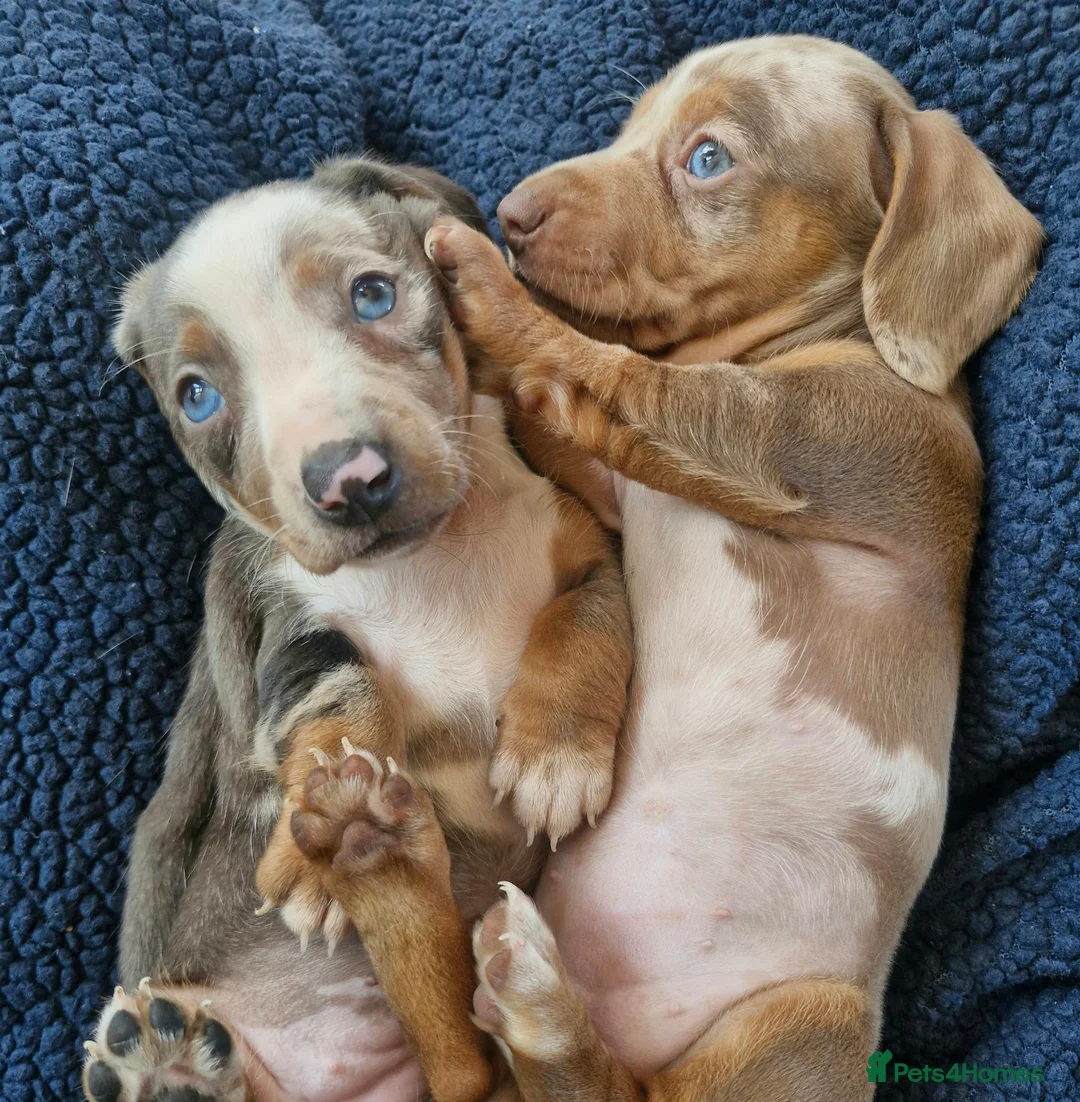 Miniature Dachshund dogs for sale: Rare piebald dapples cute mini dachshund puppies! - Advert 1