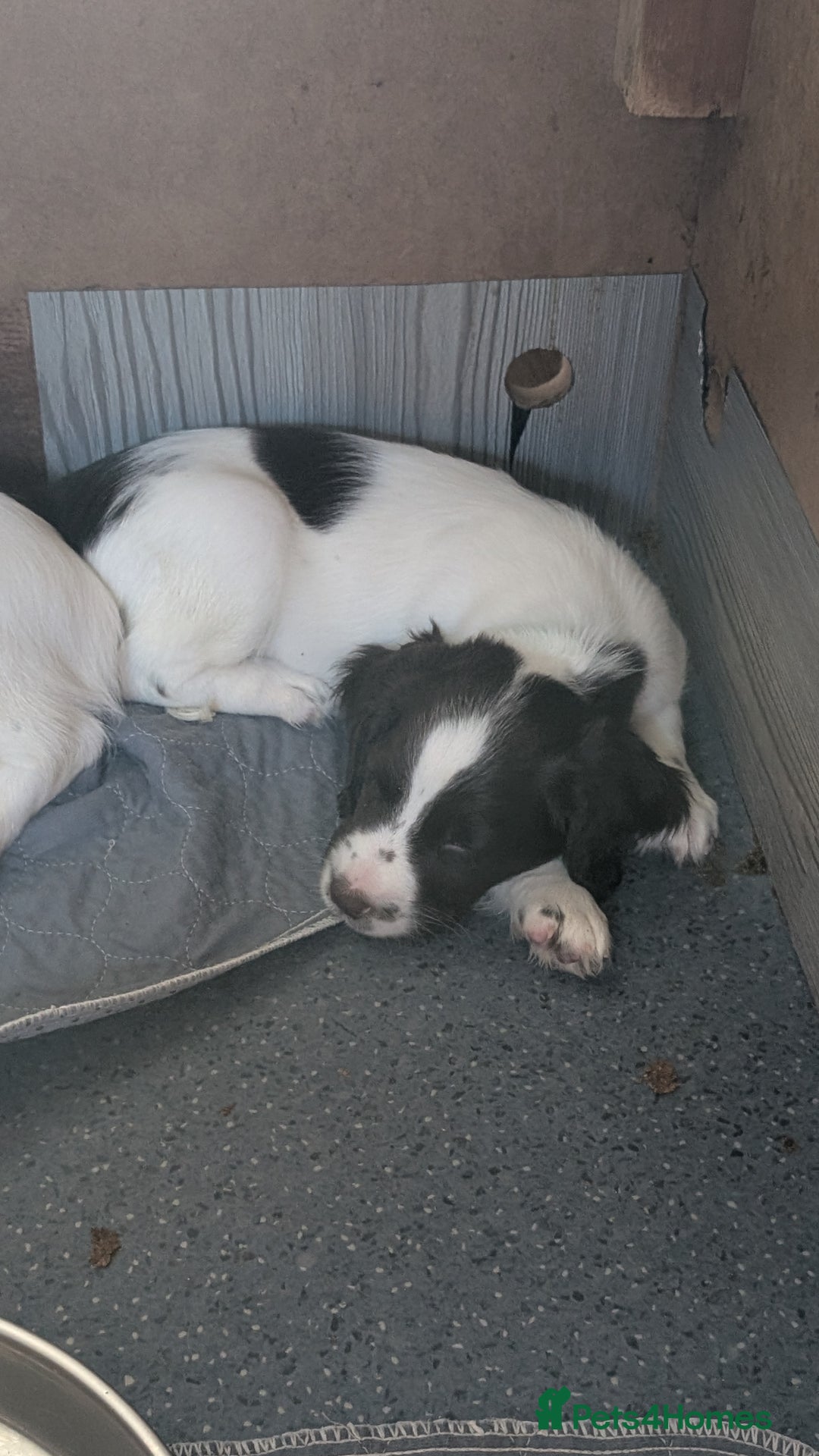 English Springer Spaniel dogs for sale: 2 springer puppies available  - Image 4