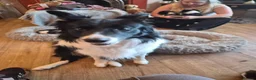 Border Collie dogs for sale: border collie pup  - Advert 5