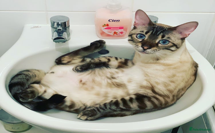 Bengal cats - Advert 1