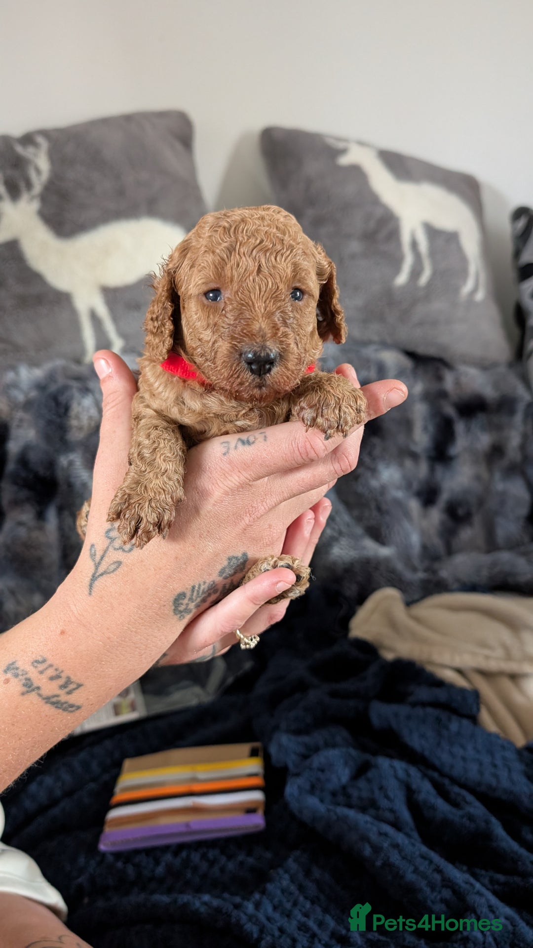 Cavapoo dogs for sale: Beautiful Cavapoo X toy poodle puppies  - Image 16