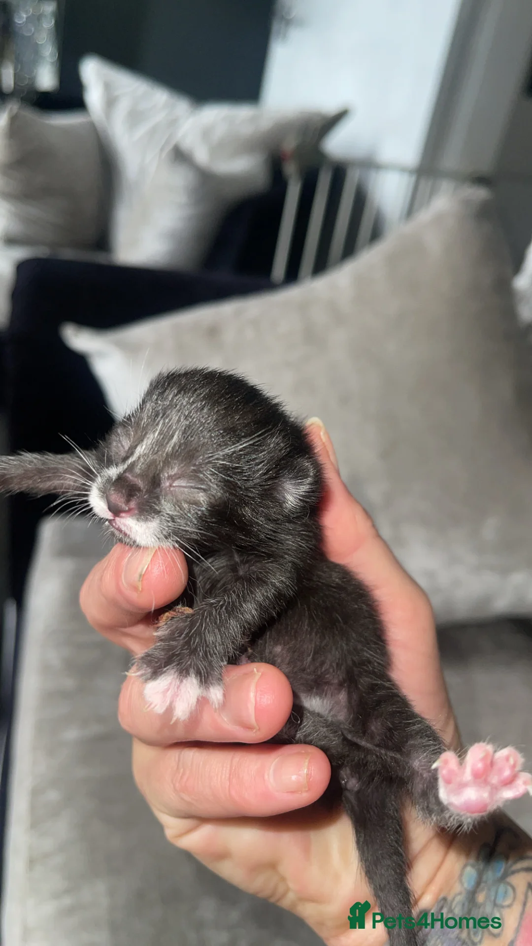 Mixed Breed cats for sale: Silver bengal mixed breed kittens  - Advert 2