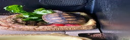 Tortoise reptiles for sale: Red Footed Tortoise for sale to a good home - Advert 4