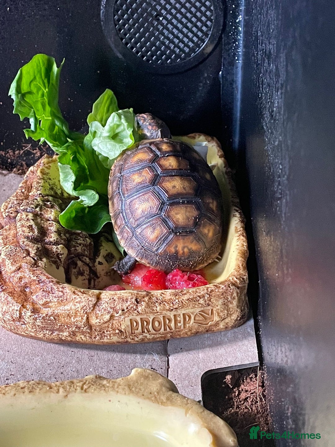 Tortoise reptiles for sale: Red Footed Tortoise for sale to a good home - Advert 4