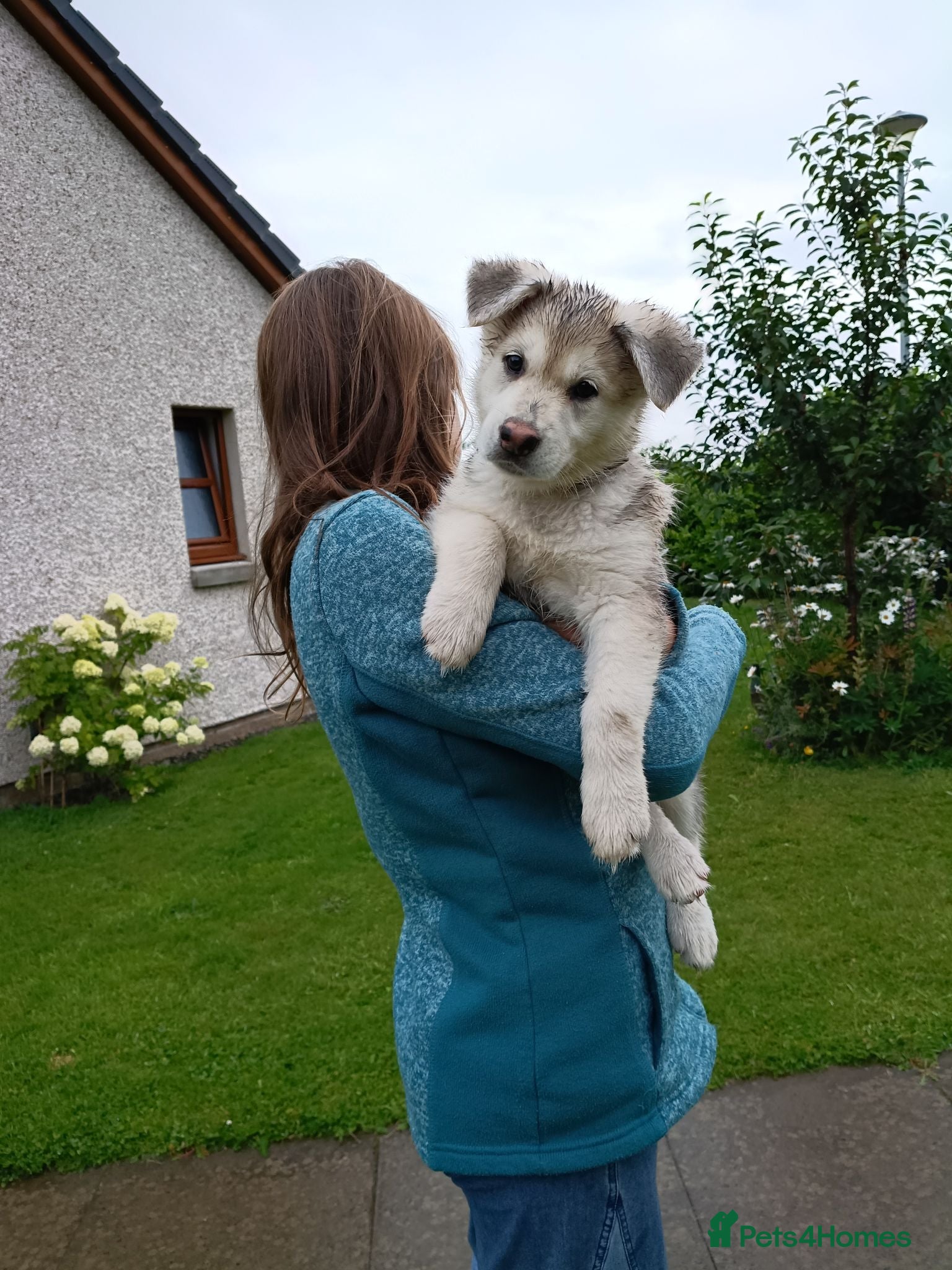 Northern Inuit dogs Northern Inuit puppies  - Advert 14