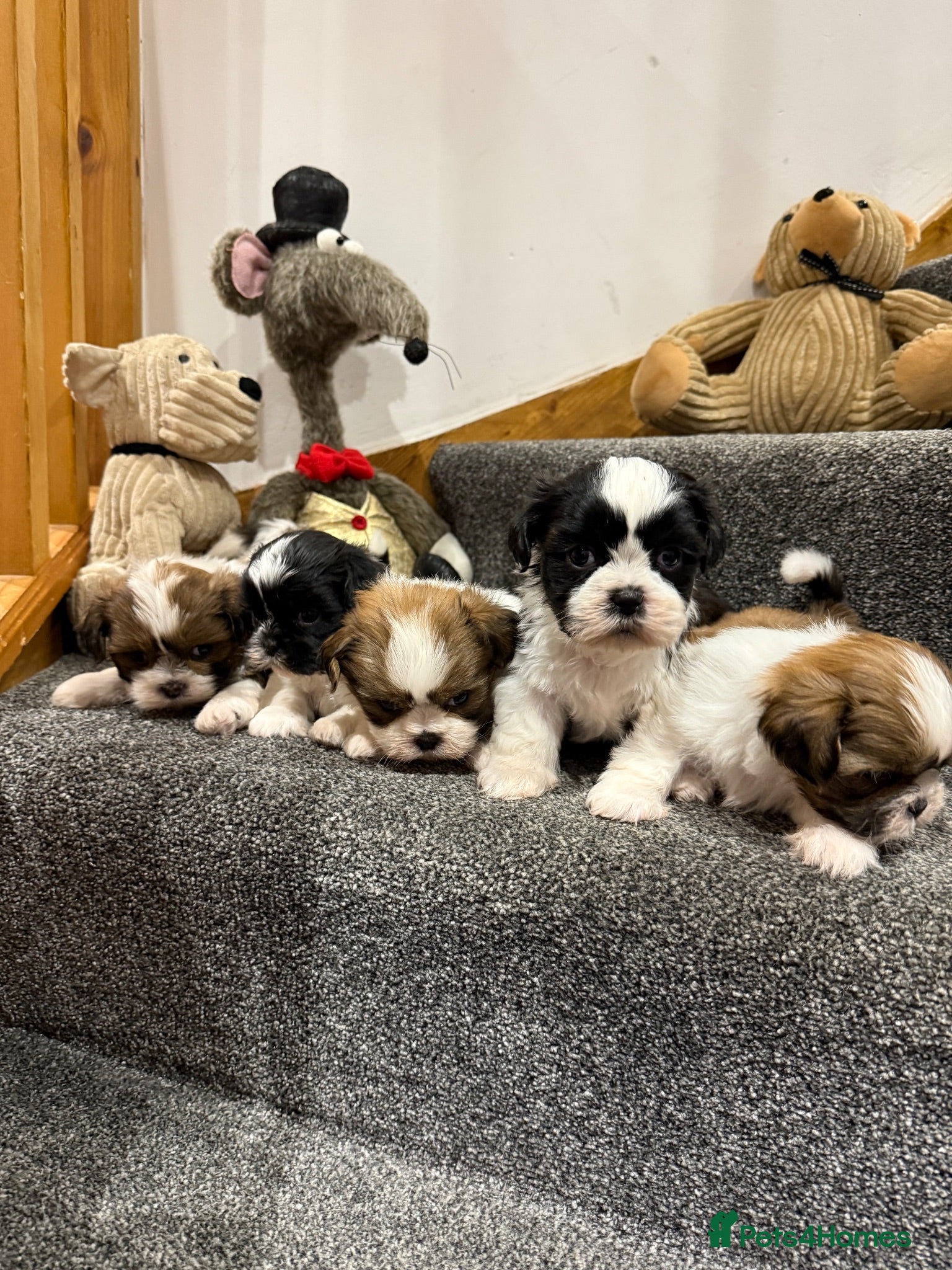 Shih Tzu dogs Late Summer Shihtzu Puppies - Advert 2