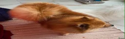 Pomeranian dogs for sale: Beautiful Pomeranian girls - Advert 3