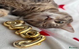 Turkish Angora cats for sale: 4 Beautiful Turkish Angora Mix Kittens - Image 26