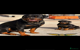 Rottweiler dogs for sale: KC Quality Rottweiler puppies  - Image 25
