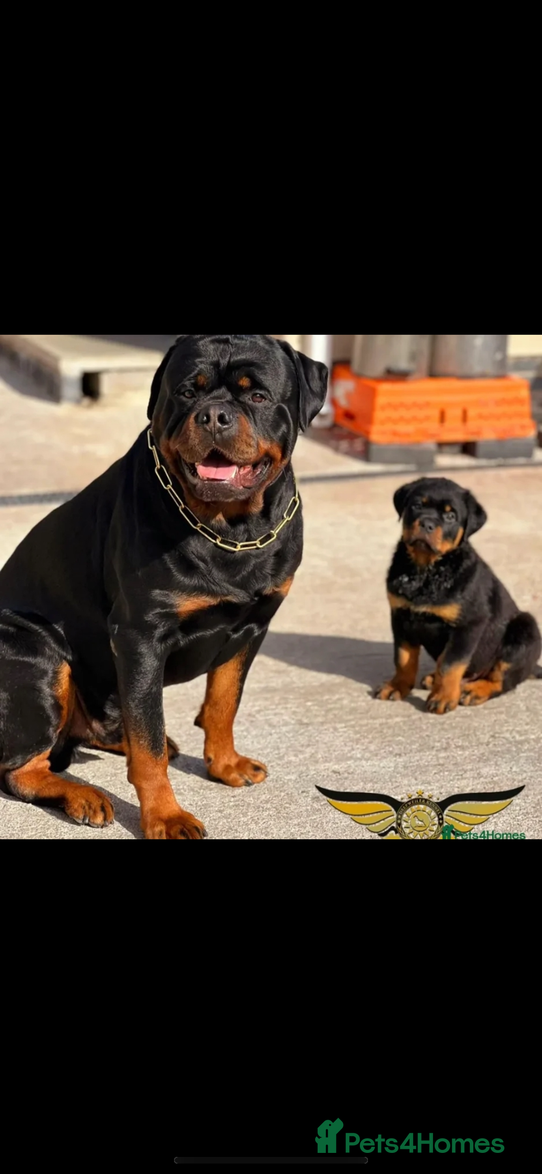 Rottweiler dogs for sale: KC Quality Rottweiler puppies  - Image 25