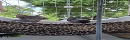Devon Rex cats for sale: 🐾 Expected Devon Rex Kittens–August 2026 🐾 - Advert 33