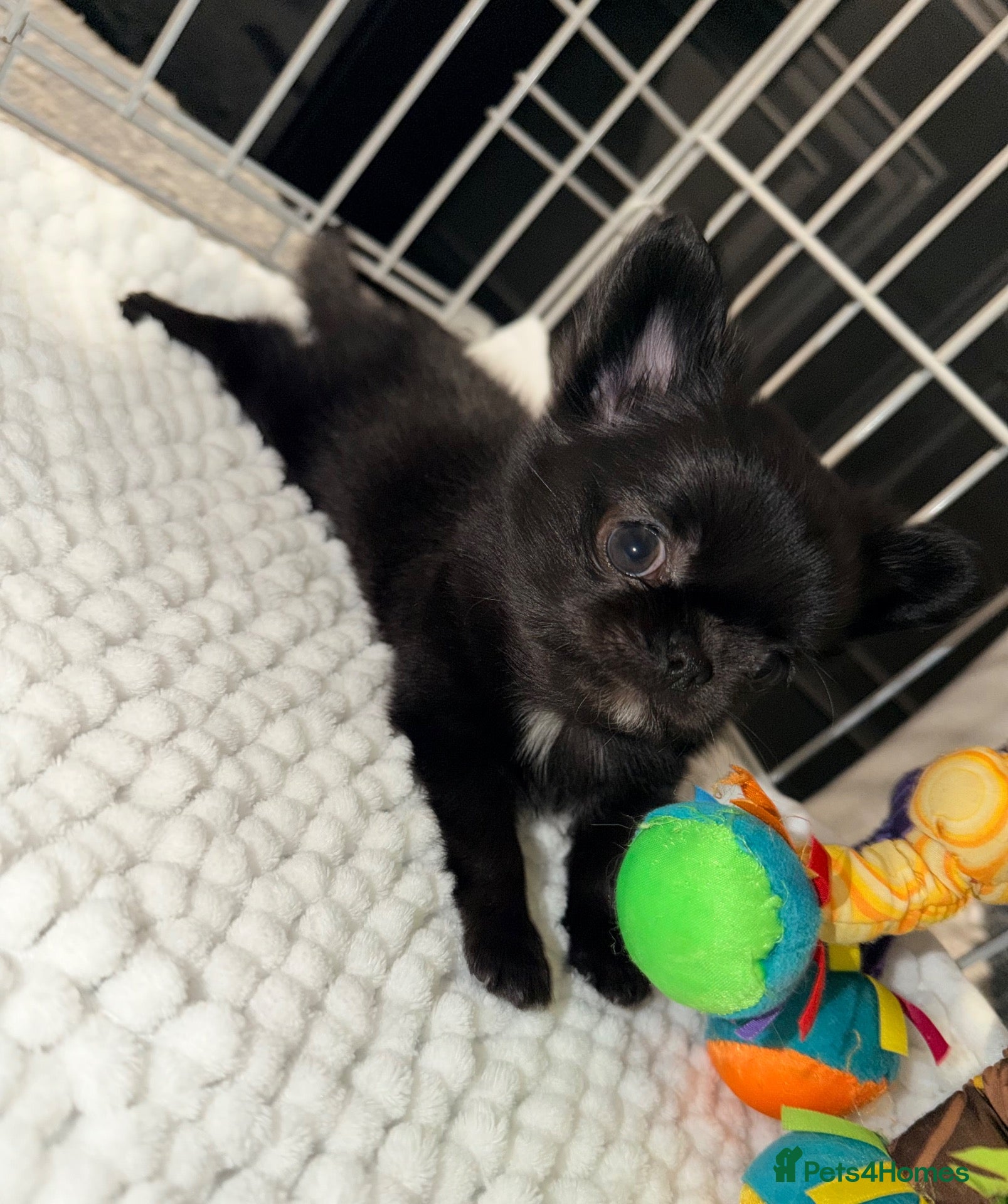 Chihuahua dogs for sale: Long coat chihuahua  - Advert 20