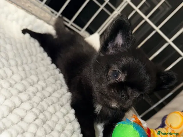 Chihuahua dogs for sale: Long coat chihuahua - Advert 20