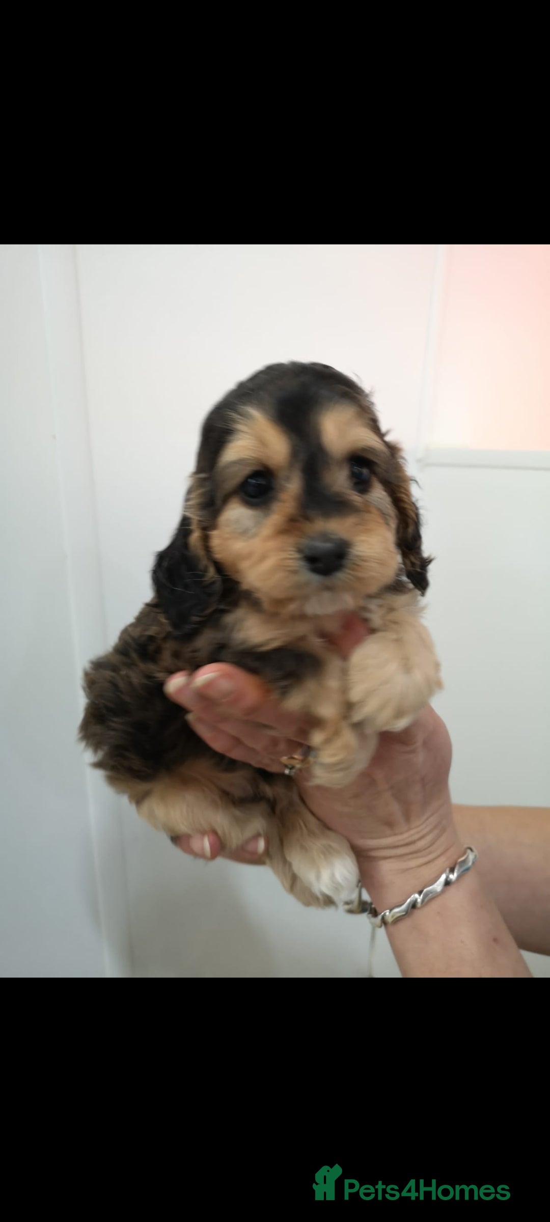 Cockapoo dogs for sale: Amazing F1 Mini Cockapoos  - Advert 17