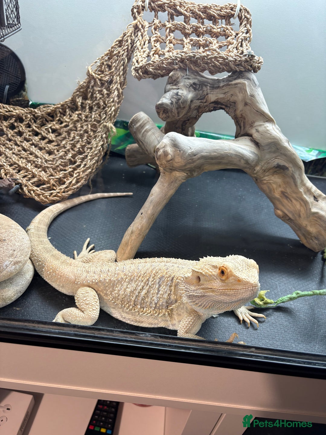 Bearded Dragon reptiles for sale: 2yr old bearded dragon - Image 2