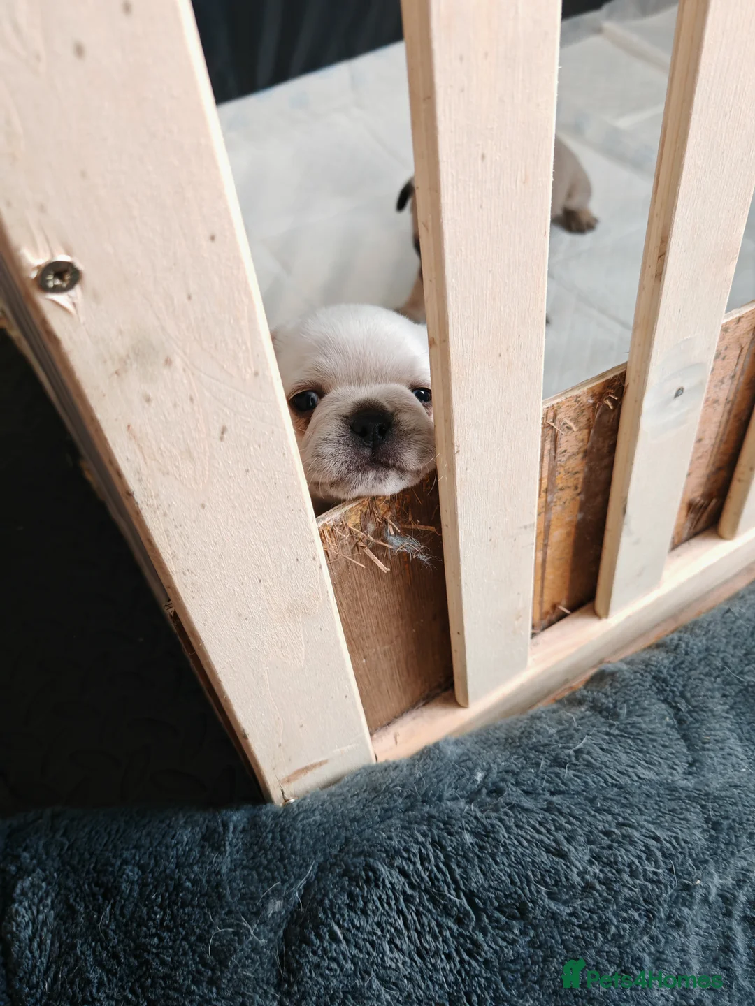 Frug dogs for sale: Frug puppies  - Advert 15