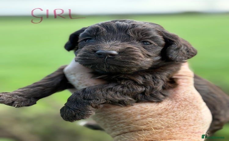 Cockapoo dogs - Advert 2