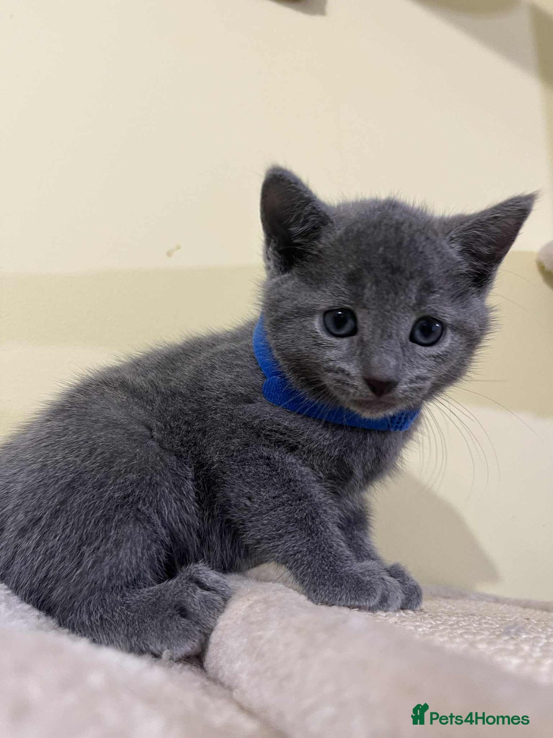 Russian Blue cats for sale: TICA REGISTERED Pure Breed Russian Blue Kittens - Advert 3