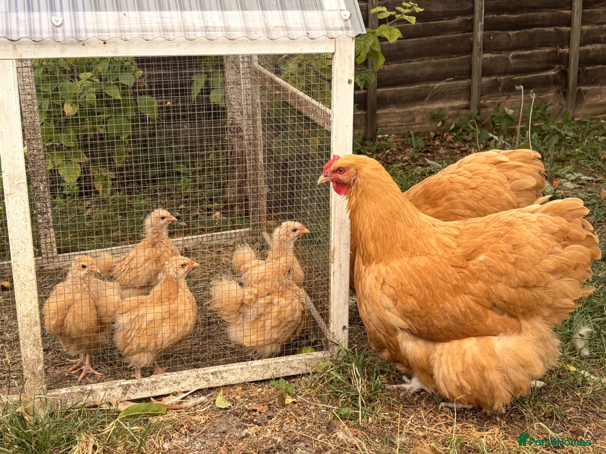 Chickens poultry 🐥 Buff Orpington Chicks for Sale 🐥 - Advert 1